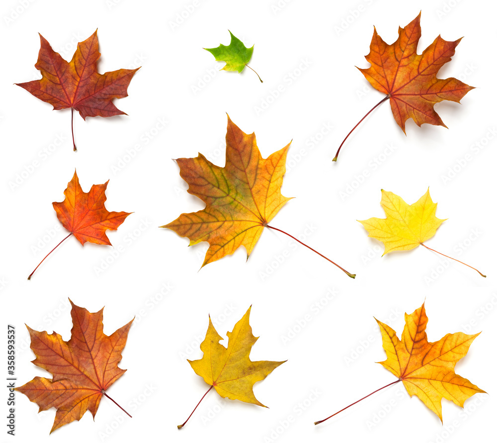 Maple leaves isolated
