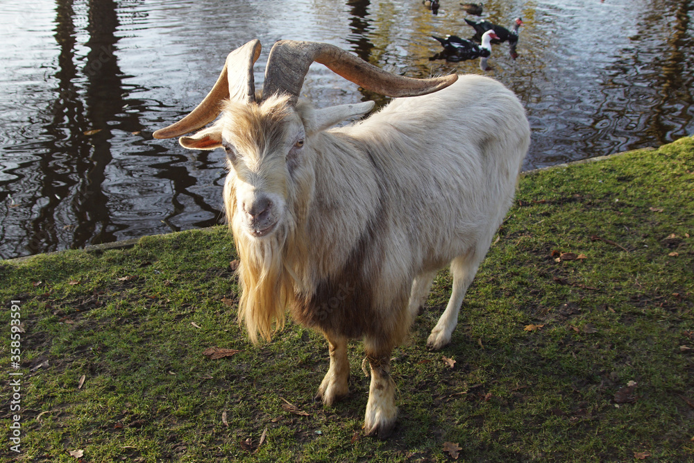 Obraz premium A goat on the edge of a ditch in the Dutch village of Bergen. June, Netherlands. 