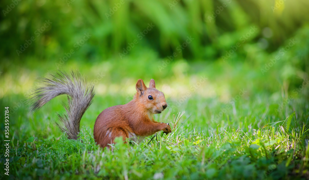 Red squirrel sits on green grass Red squirrel sits on green grass