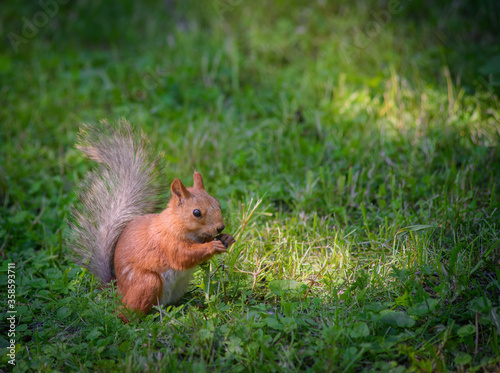 Red squirrel sits on green grass © Grigoriy Lukyanov