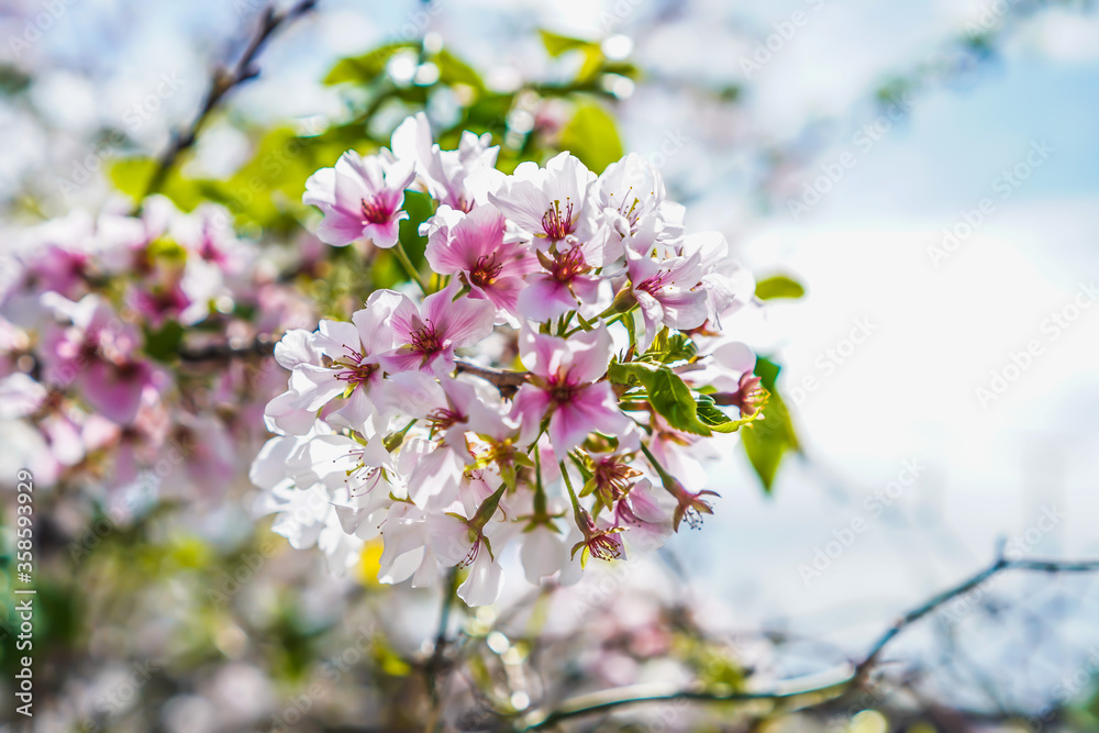 Ornamental Cherry Blossom Flowers Spring of Dawn Ornamental Cherry Blossom Flowers Spring of Dawn