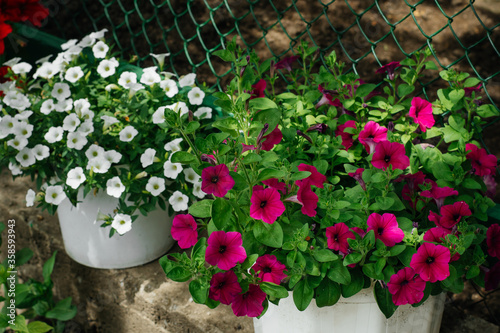 Colorful and bright blooming Petunia flowers (Petunia hybrida). Flowers for hanging planters. Garden flowers. Gardening. Beautiful flowers in summer. Floriculture photo