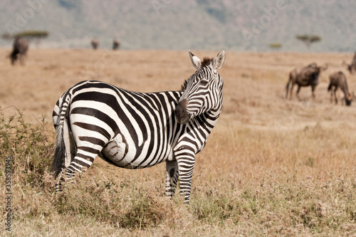Zebra in the Maasai Mara  Kenya