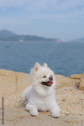 White pomeranian sit on the rock