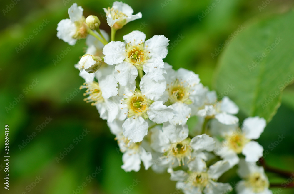 white blossoms on bird cherry tree in sunny summer forest