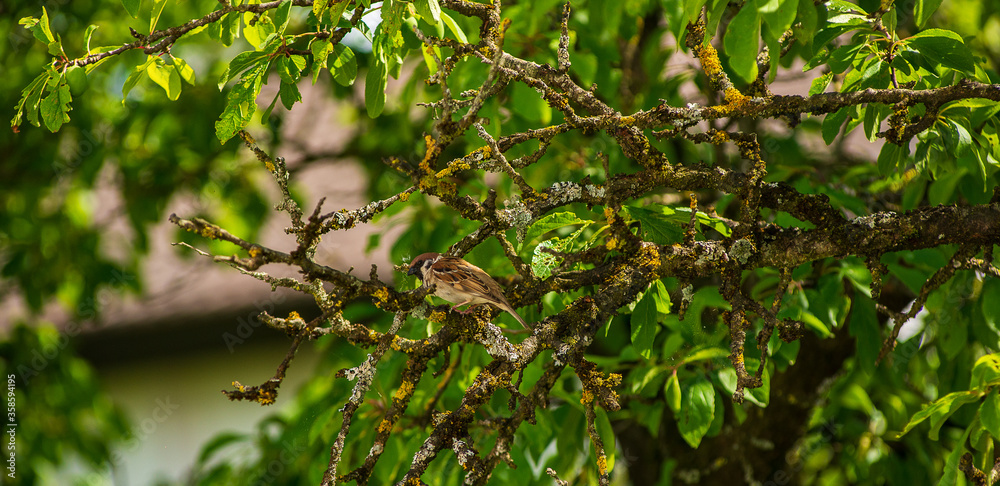 A sparrow sits on a tree after eating a spider