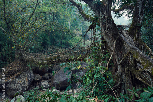 Living Root Bridge in Cherrapunjee  Meghalaya  India