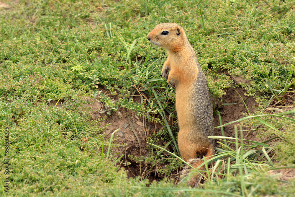 Fototapeta premium a gopher has crawled out of its hole and is standing on its hind legs