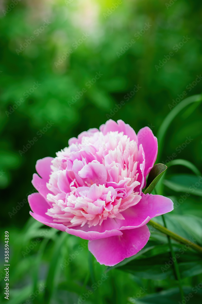 Pink peony flower close up