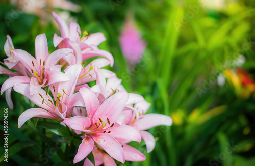 Flowers of pink lily in the garden