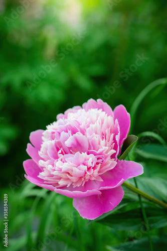 Fototapeta Naklejka Na Ścianę i Meble -  Pink peony flower close up