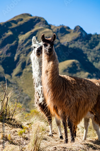 A group of llamas in their corral