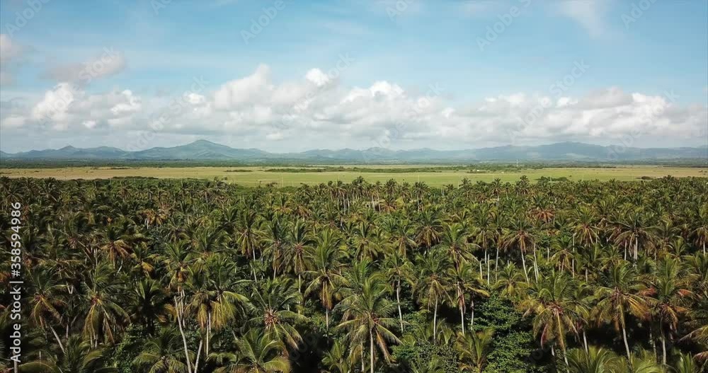 Aerial view in motion on a palm grove. High mountains, green meadows and blue sky on the background. Beautiful nature of a tropical island in the Caribbean sea Aerial view in motion on a palm grove. High mountains, green meadows and blue sky on the background. Beautiful nature of a tropical island in the Caribbean sea