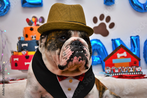 Um buldogue inglês de chapéu e smoking para festa canina photo