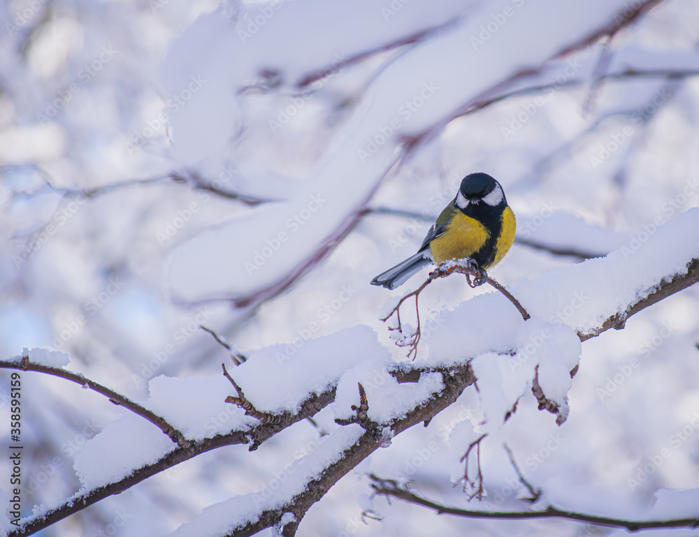 Titmouse on a snowy winter day Titmouse on a snowy winter day
