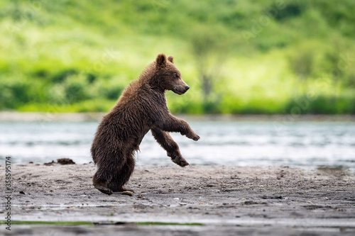 The young Kamchatka brown bear, Ursus arctos beringianus catches salmons at Kuril Lake in Kamchatka, running and playing in the water, action picture © Petr Šimon