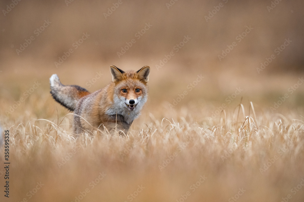 Fototapeta premium Red fox, Vulpes vulpes The mammal is standing in beautiful colorful autumn environment Europe Czech Republic Wildlife scene from Europe nature. young male