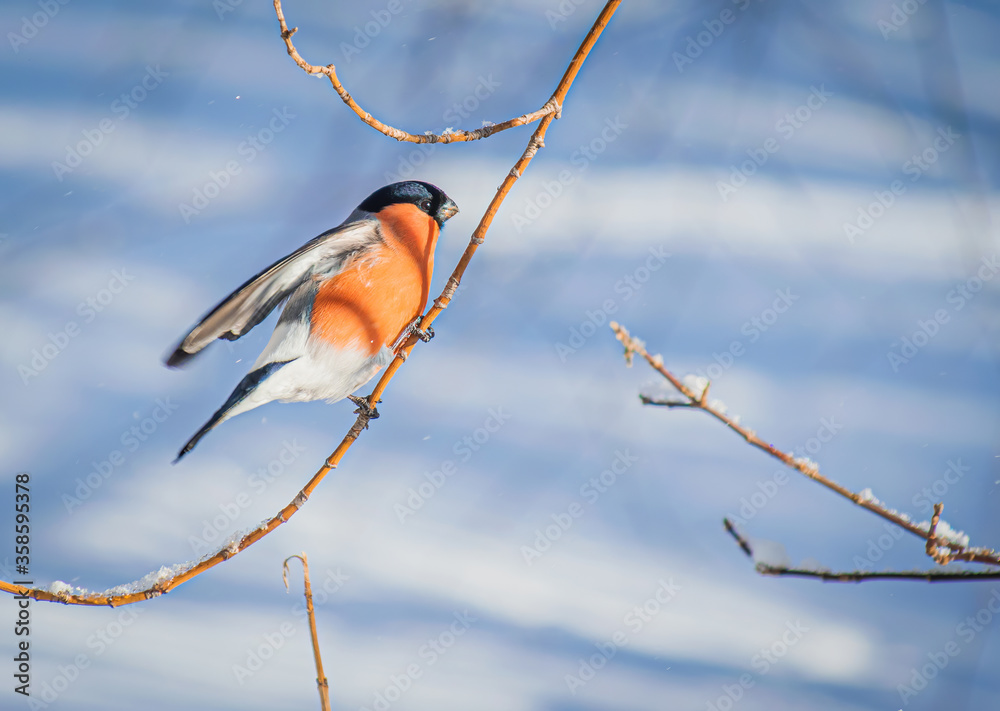 Reddish chest bullfinch sitting on a tree branch. Reddish chest bullfinch sitting on a tree branch.