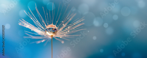 Abstract blurred nature background dandelion seeds parachute. Abstract nature bokeh pattern #358595317
