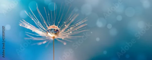 Panel kuchenny z motywem Abstract blurred nature background dandelion seeds parachute. Abstract nature bokeh pattern