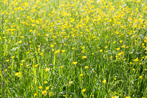 on the endless green field grow fragrant yellow flowers.