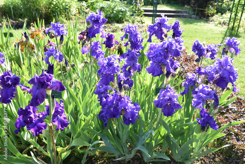 Iris bleus au jardin au printemps