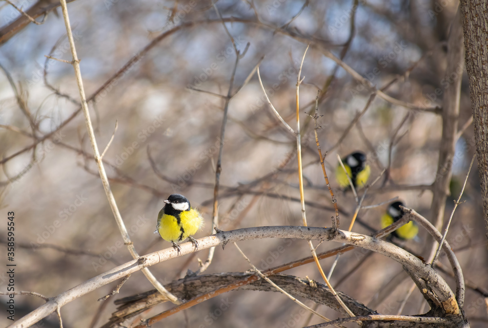 Fototapeta premium Titmouse on a winter day