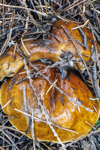 Bolete Mushrooms (likely Suillus grevillei), Idaho © Hanjo Hellmann