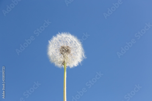 Fototapeta Naklejka Na Ścianę i Meble -  Dandelion on a blue background. Summer dandelion in the blue sky.
