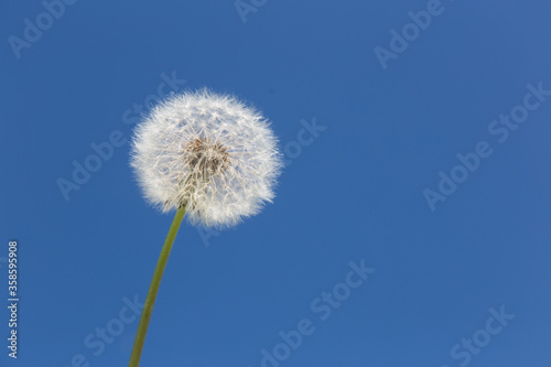 Dandelion on a blue background. Summer dandelion in the blue sky. © Julia Kiseleva