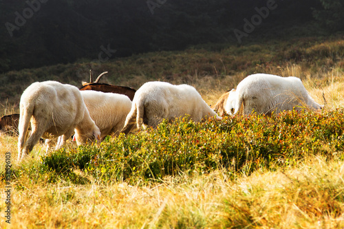 A flock of sheep grazing in a beautiful mountain area, Beskid Zywiecki, Capathian Mountains, Poland photo