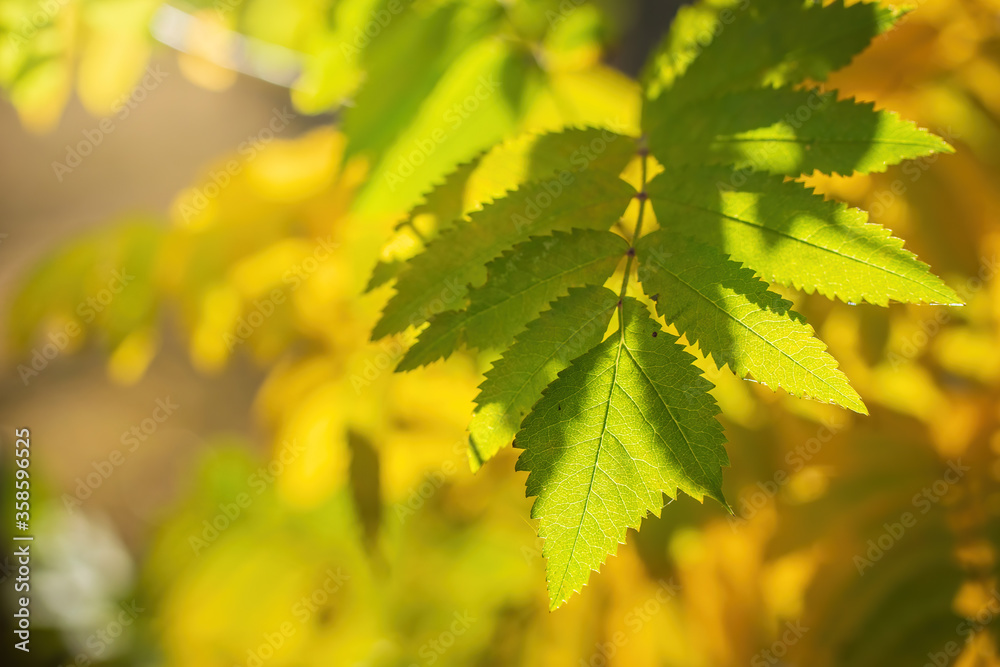 Leaves in various autumnal colors