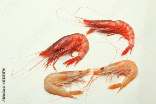 Photos Gambas roja y blanca, Aristeus antennatus