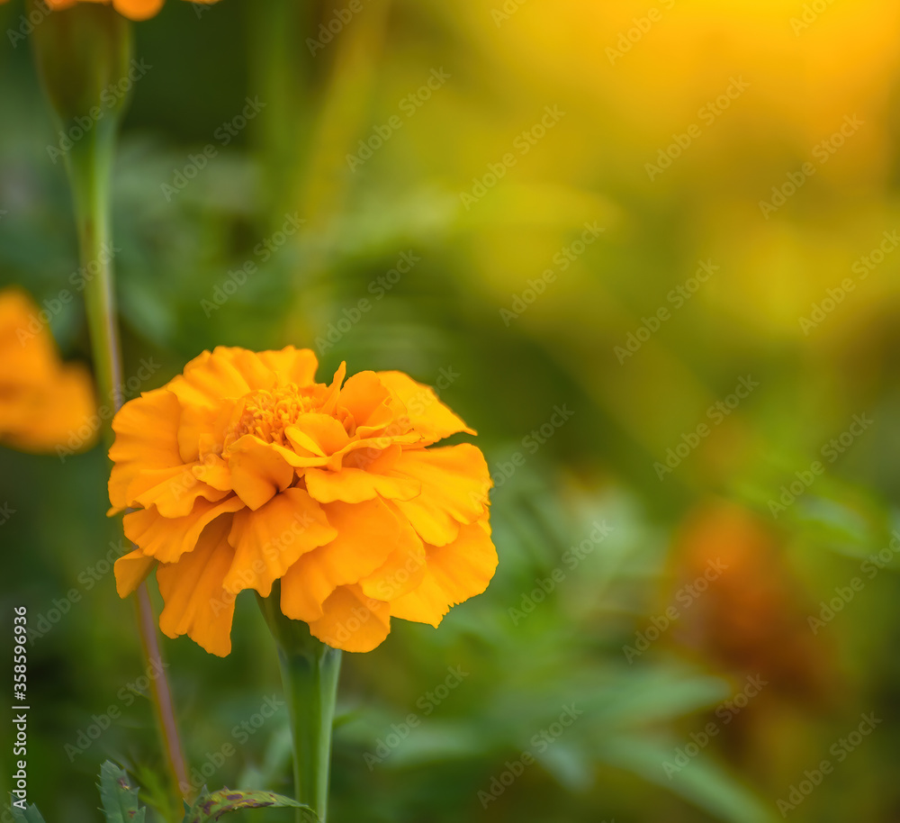 Fototapeta premium Flowering marigolds close-up
