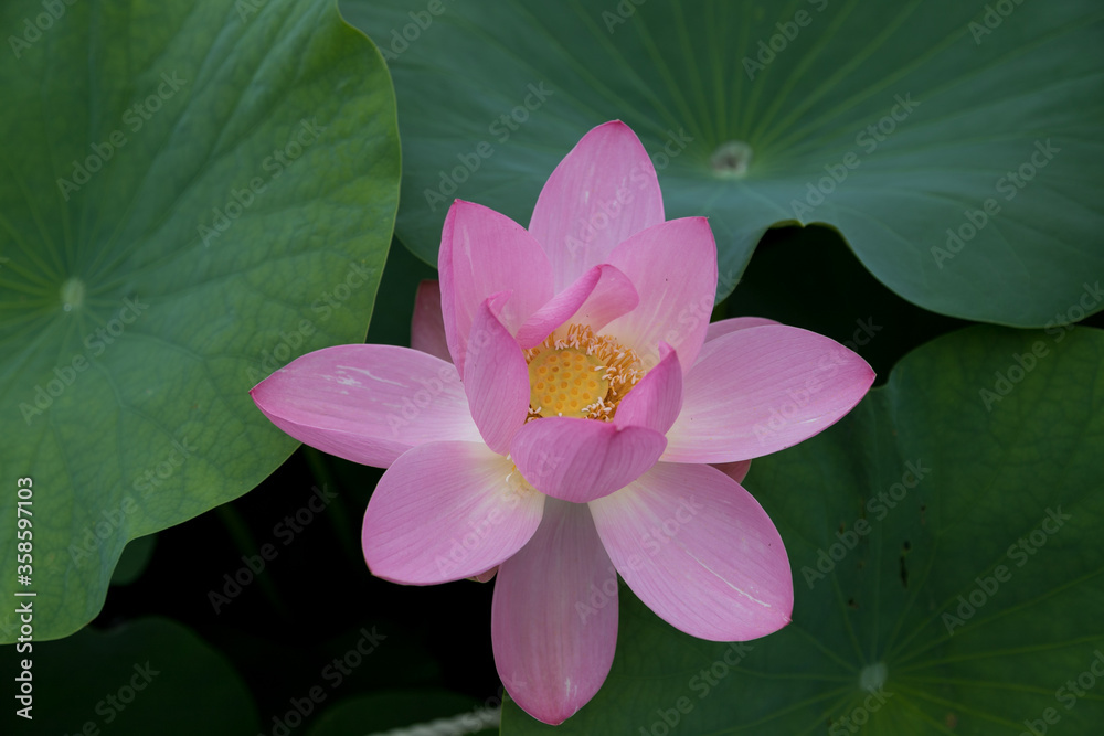 大賀ハスの花　千葉県千葉市　日本