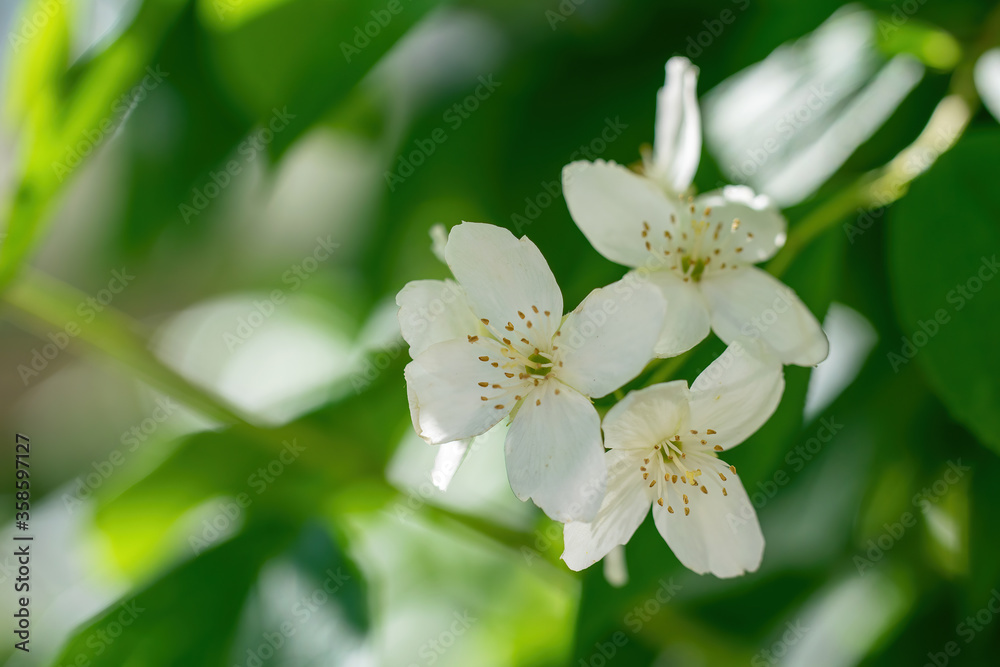 Twig with white jasmine flower in spring Twig with white jasmine flower in spring