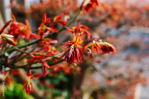 red Maple leaves