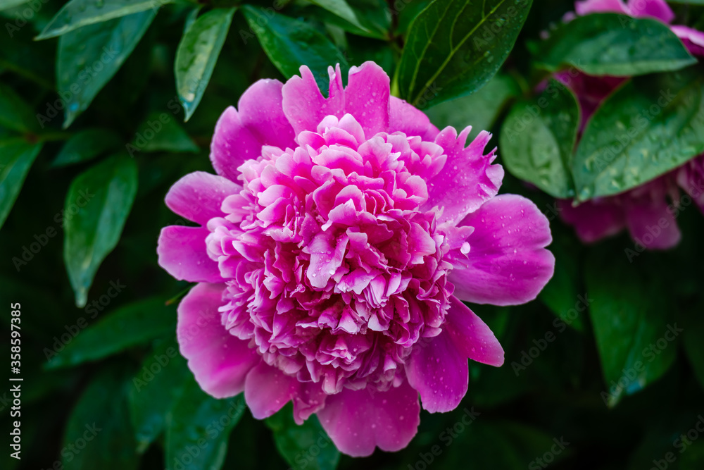 Peony flowers in the garden 