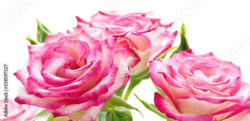 Pink rose flower in drops after rain