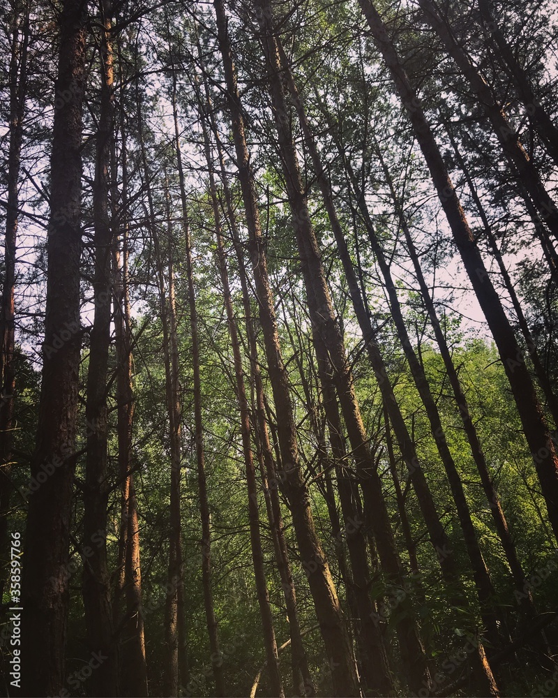 trees in the forest