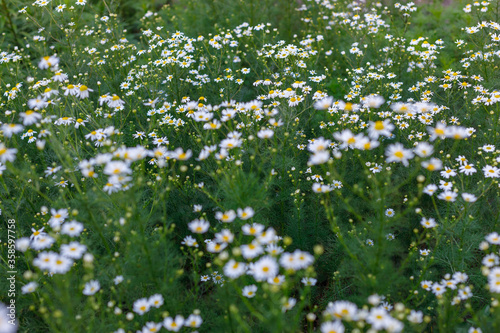 A large number of medicinal flowering daisies grows in the meadow. Natural background with selective focus.