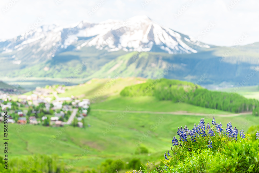 Bokeh view of Mount Crested Butte, Colorado in summer with green grass and foreground of purple blue lupine flowers