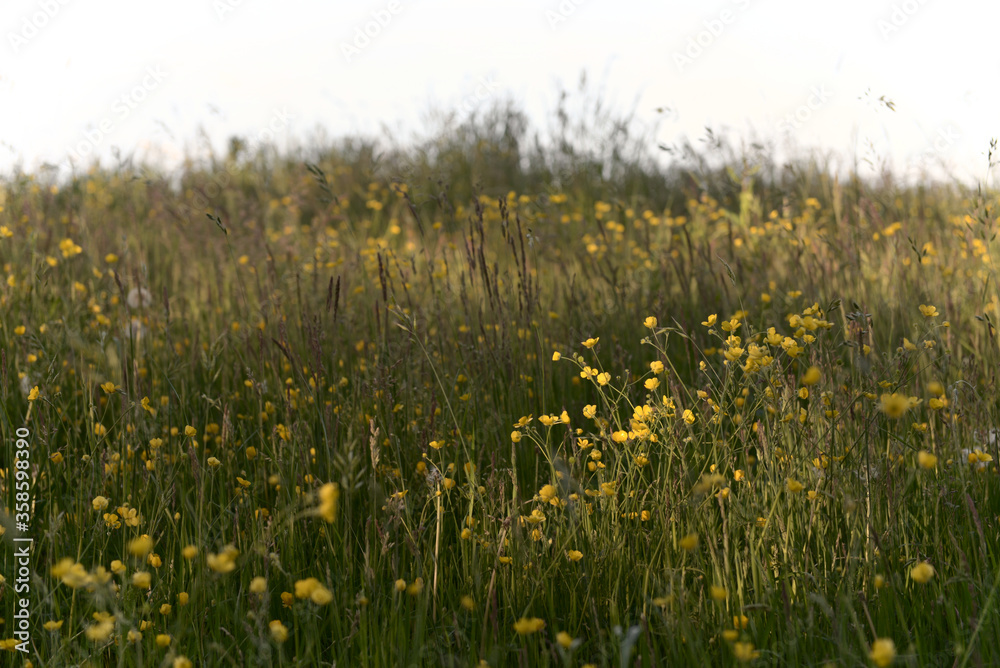 Meadow textures, with a patch of buttercups flower that are highlighted by a dappled patch of sunlight.
