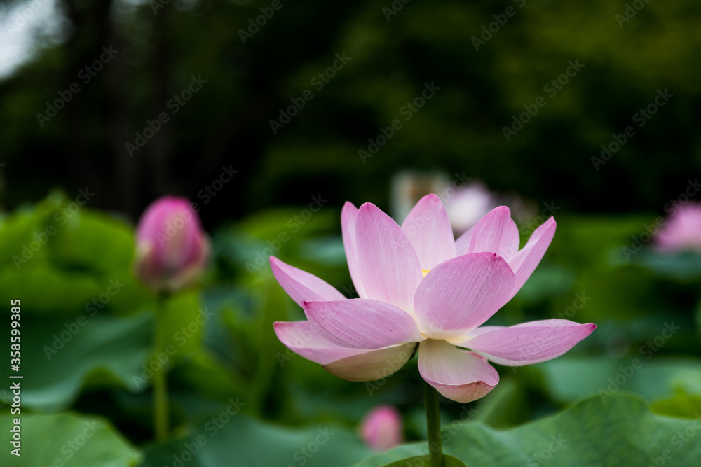 大賀ハスの花　千葉県千葉市　日本