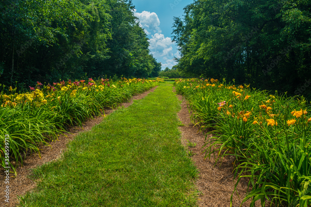 Obraz premium Rows of colorful daylilies