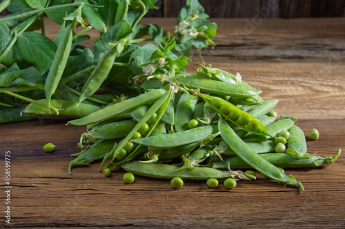 a branch of green peas with pods on a wooden table close-up, harvest from the garden