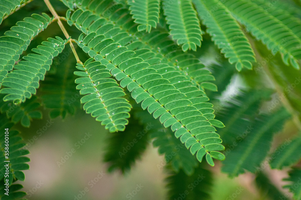 green leaves of acacia close up macro green leaves of acacia close up macro