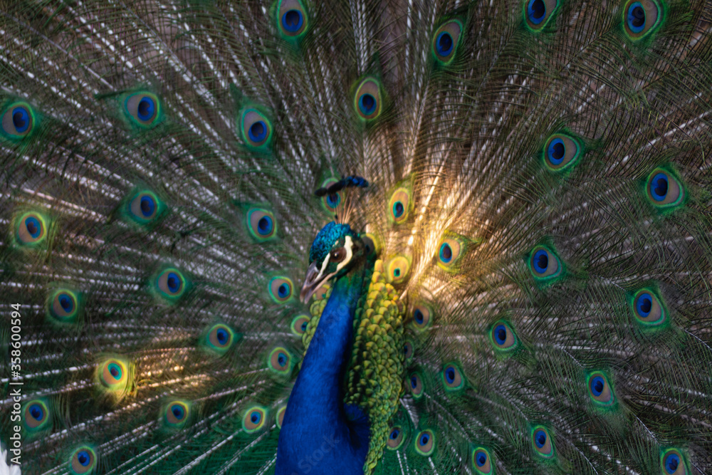 Obraz premium PAVO REAL