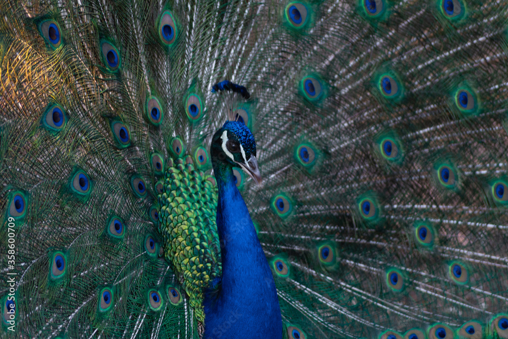 Obraz premium PAVO REAL