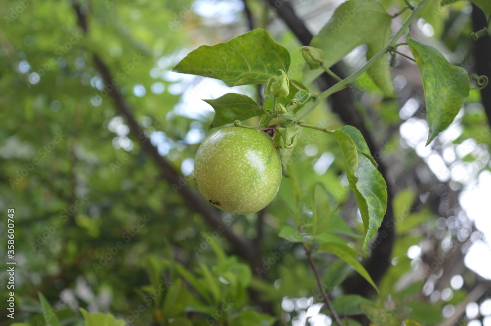 passion fruit passion fruit